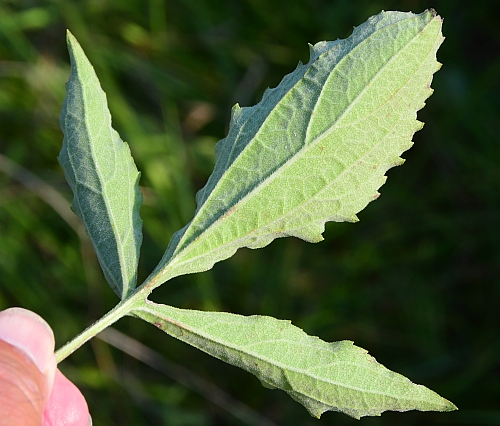 Rudbeckia_subtomentosa_leaf2.jpg