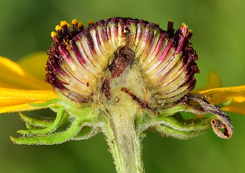 Rudbeckia_subtomentosa_receptacle.jpg