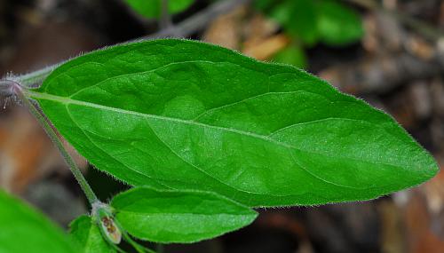 Ruellia_pedunculata_leaf1.jpg