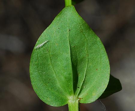 Sabatia_angularis_leaf2.jpg