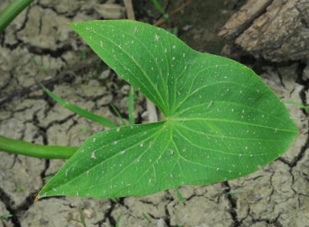 Sagittaria_calycina_leaf.jpg