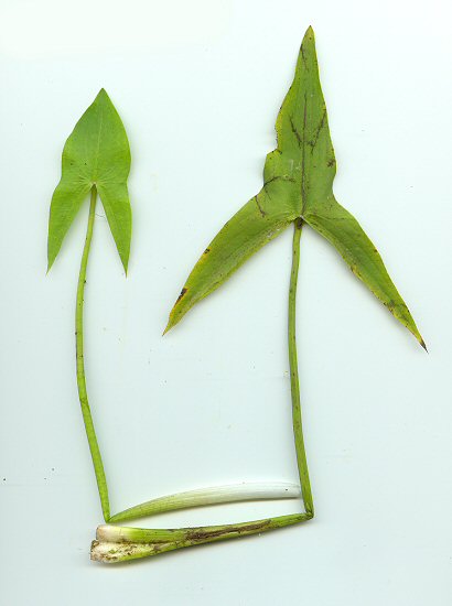 Sagittaria_latifolia_leaves.jpg