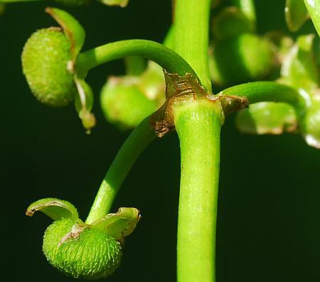 Sagittaria_platyphylla_fruits.jpg