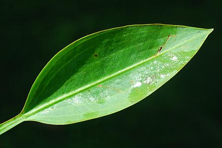 Sagittaria_platyphylla_leaf1.jpg
