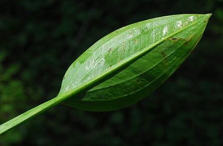 Sagittaria_platyphylla_leaf2.jpg