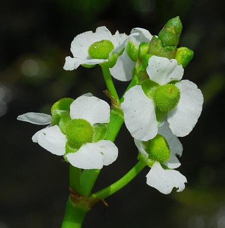 Sagittaria_platyphylla_pistillate.jpg
