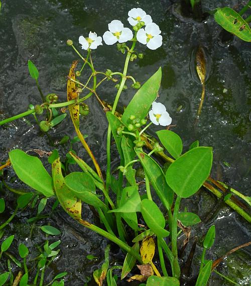 Sagittaria_platyphylla_plant.jpg