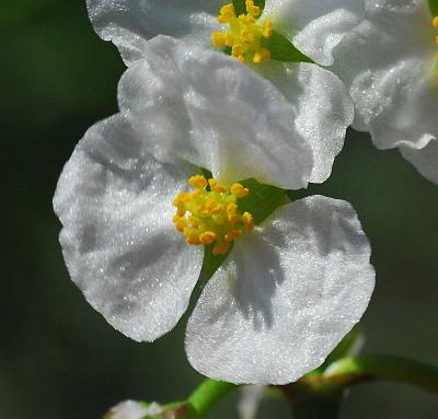 Sagittaria_platyphylla_staminate2.jpg