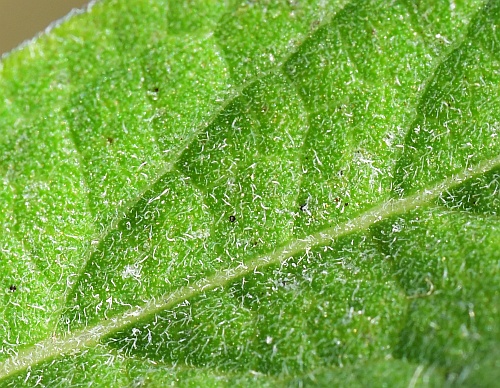 Salvia_azurea_leaf1a.jpg