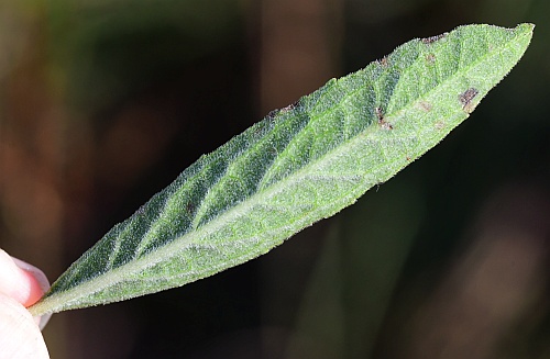 Salvia_azurea_leaf2.jpg