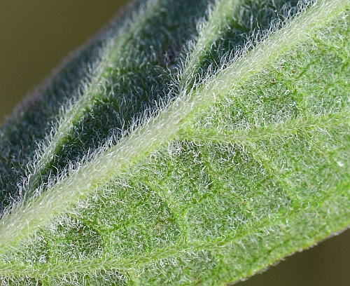 Salvia_azurea_leaf2a.jpg