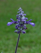 Salvia farinacea thumbnail
