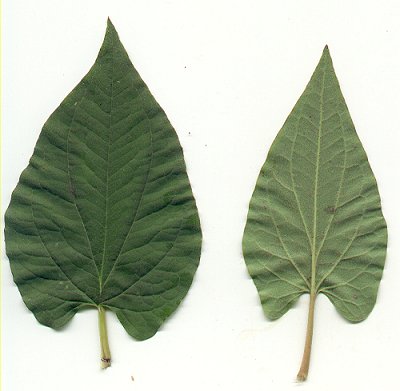 Saururus_cernuus_leaves.jpg