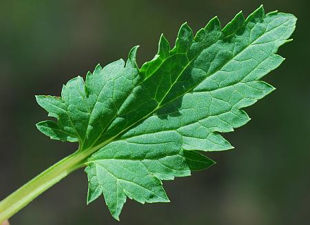 Scrophularia_lanceolata_leaf1.jpg