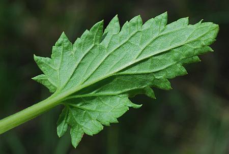 Scrophularia_lanceolata_leaf2.jpg