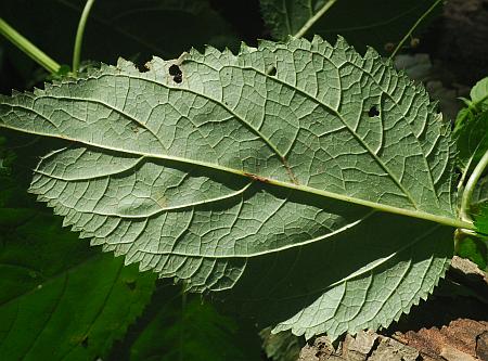 Scrophularia_marilandica_leaf2.jpg