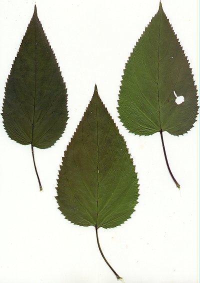 Scrophularia_marilandica_leaves1.jpg