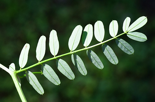 Securigera_varia_leaf2.jpg