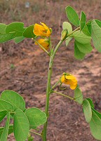 Senna obtusifolia thumbnail
