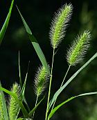 Setaria viridis var. viridis thumbnail