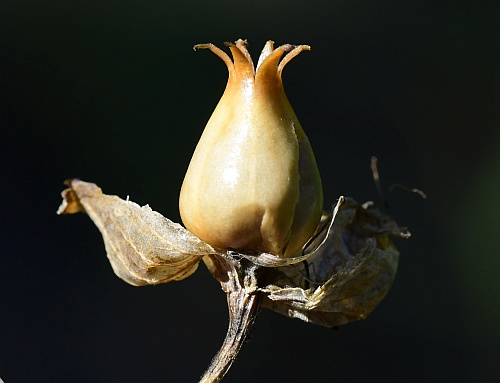 Silene_csereii_fruit.jpg