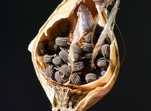 Silene_csereii_seeds.jpg