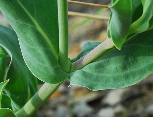 Silene_csereii_stem2.jpg