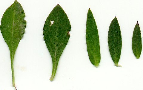 Silene_latifolia_leaves.jpg