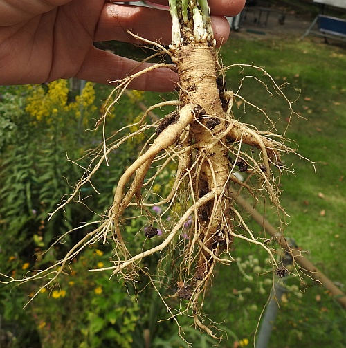 Silene_regia_root.jpg