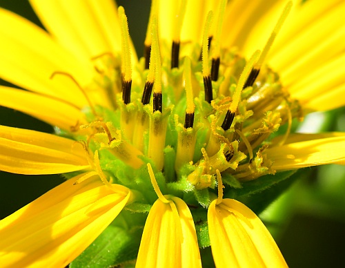 Silphium_integrifolium_florets.jpg