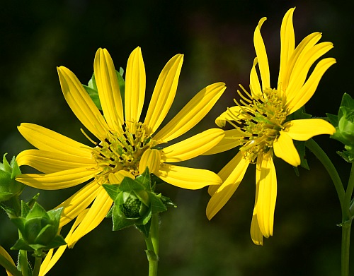 Silphium_integrifolium_heads.jpg