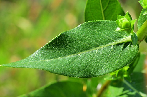 Silphium_integrifolium_leaf1.jpg