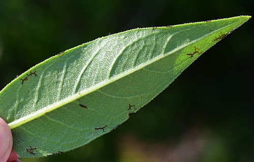 Silphium_integrifolium_leaf2.jpg