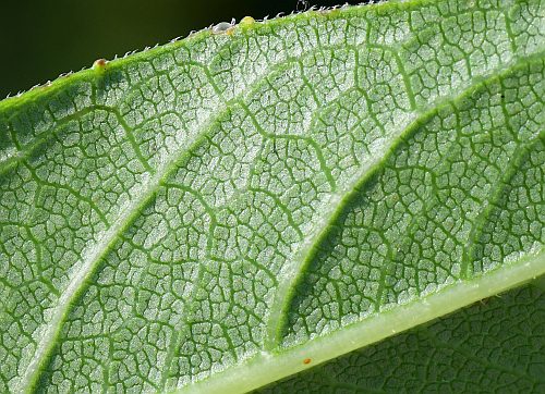 Silphium_integrifolium_leaf2a.jpg