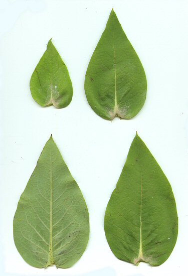 Silphium_integrifolium_leaves.jpg