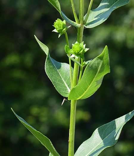 Silphium_integrifolium_stem1.jpg