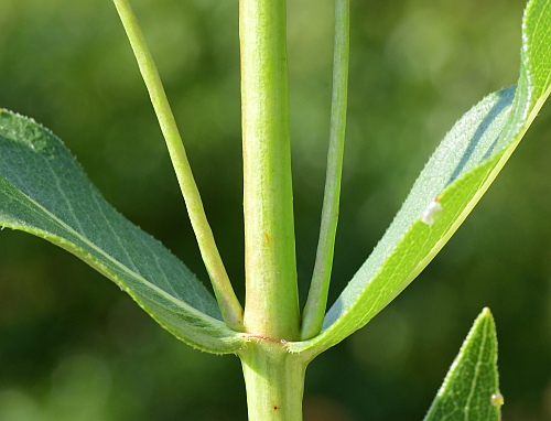 Silphium_integrifolium_stem2.jpg