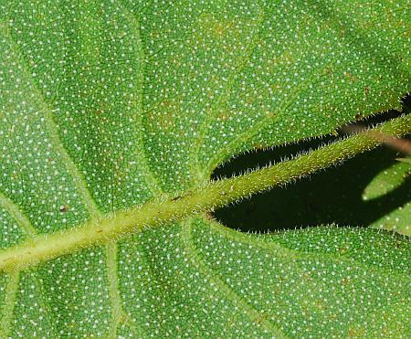 Silphium_terebinthinaceum_leaf2.jpg