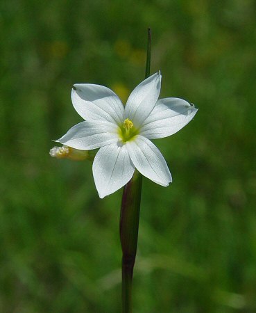 Sisyrinchium_campestre_white_flower.jpg
