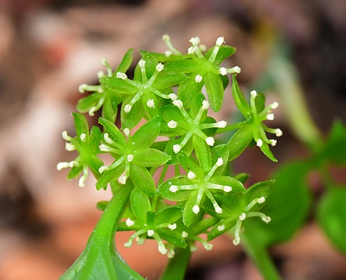 Smilax_ecirrhata_inflorescence3.jpg