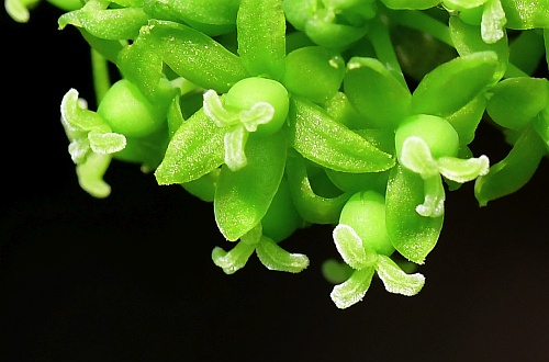 Smilax_lasioneura_flowers2.jpg