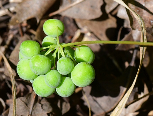 Smilax_lasioneura_fruits1.jpg