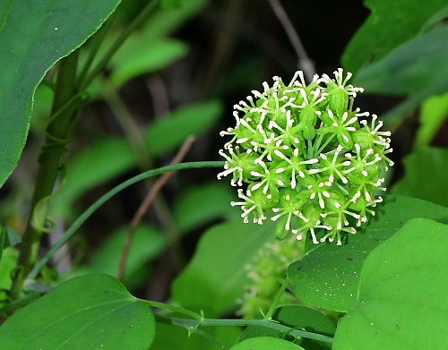 Smilax_lasioneura_inflorescence1.jpg