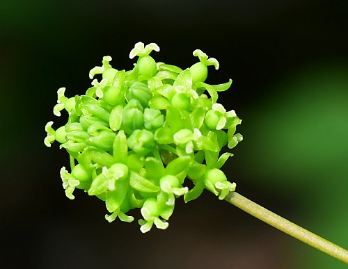 Smilax_lasioneura_inflorescence2.jpg