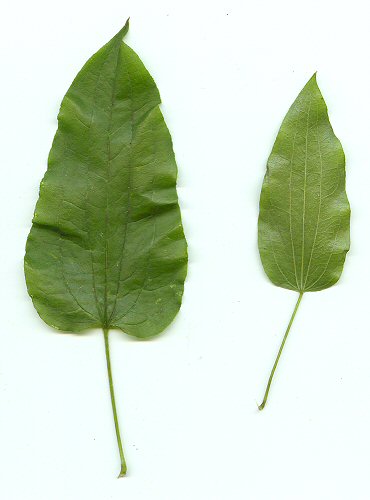 Smilax_pulverulenta_leaves.jpg