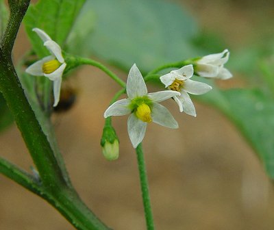 Solanum_americanum_flowers.jpg