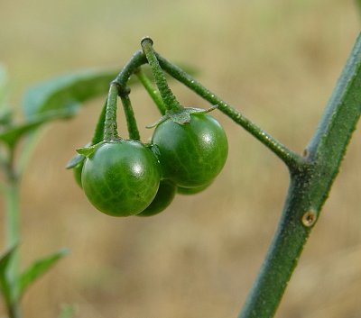 Solanum_americanum_fruits.jpg