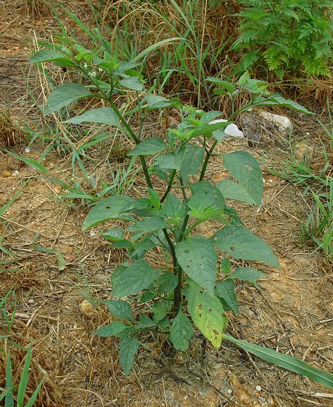 Solanum_americanum_plant.jpg