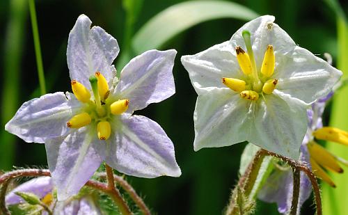 Solanum_carolinense_flowers2.jpg