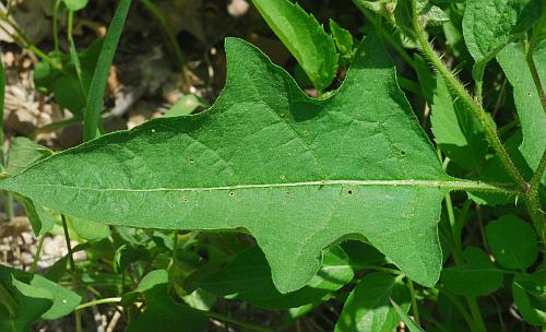 Solanum_carolinense_leaf1.jpg